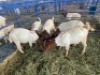 LOT 29 5X OOI/EWE BOERBOK Rhenosterhoek, Kobus van der Walt - 082926 0929 (Per stuk om lot te neem/Per Piece to take the lot) - 3