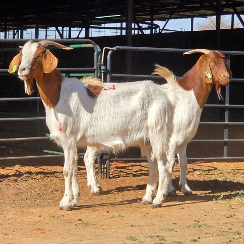 2 X BOERBOK DOE W. EKSTEEN (Per animal to take the lot)
