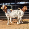 2 X BOERBOK DOE W. EKSTEEN (Per animal to take the lot)