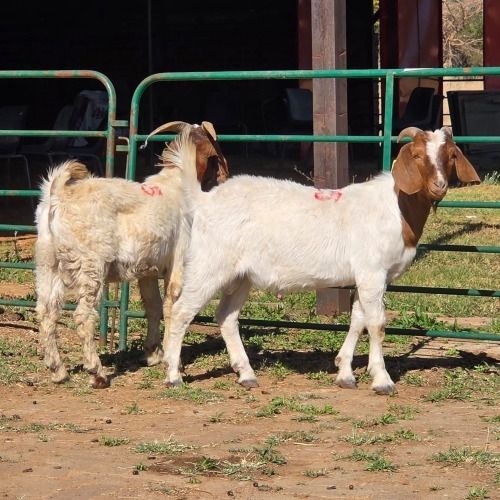 2 X BOERBOK BUCK CDP AUCTIONEERS (Per animal to take the lot)