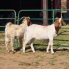 2 X BOERBOK BUCK CDP AUCTIONEERS (Per animal to take the lot)