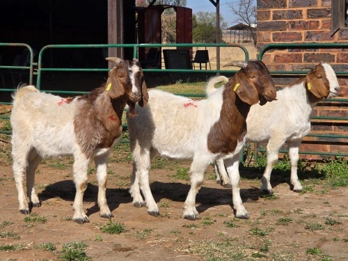 3 X BOERBOK BUCK CDP AUCTIONEERS (Per animal to take the lot)