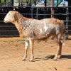 1 X MEATMASTER CROSS RAM CDP AUCTIONEERS