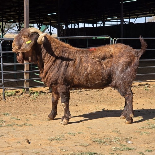 1 X KALAHARI RED BUCK NKHUMELENI GENETIKA & TELING