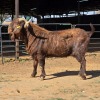 1 X KALAHARI RED BUCK NKHUMELENI GENETIKA & TELING