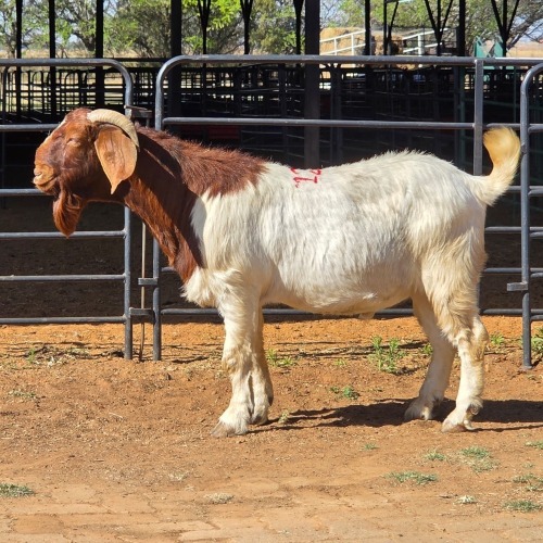 1 X BOERBOK BUCK NKHUMELENI GENETIKA & TELING