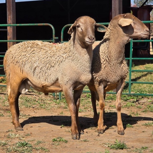 2 X MEATMASTER RAM ELROI BOERDERY (Per animal to take the lot)