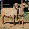 2 X MEATMASTER RAM ELROI BOERDERY (Per animal to take the lot)