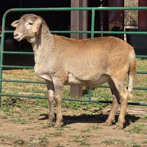 1 X MEATMASTER RAM ELROI BOERDERY