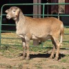 1 X MEATMASTER RAM ELROI BOERDERY