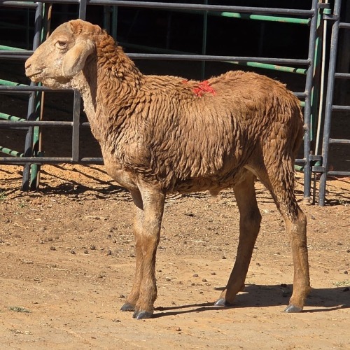 1 X MEATMASTER CROSS RAM CDP AUCTIONEERS