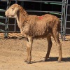 1 X MEATMASTER CROSS RAM CDP AUCTIONEERS