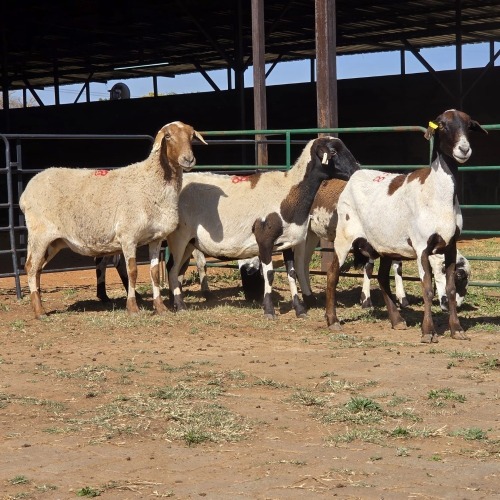 5 X MEATMASTER EWE ELROI BOERDERY (Per animal to take the lot)