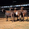 4 X MEATMASTER EWE ELROI BOERDERY (Per animal to take the lot)