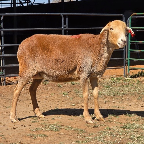 1 X BOSVELDER EWE W. EKSTEEN