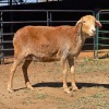 1 X BOSVELDER EWE W. EKSTEEN
