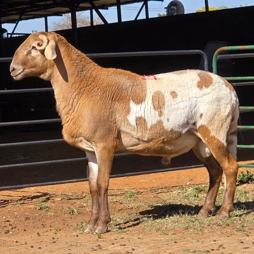 1 X MEATMASTER RAM ELROI BOERDERY