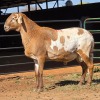 1 X MEATMASTER RAM ELROI BOERDERY