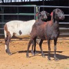 2 X BOSVELDER EWE W. EKSTEEN (Per animal to take the lot)