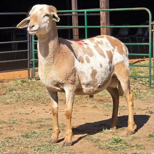 1 X MEATMASTER RAM ELROI BOERDERY