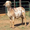 1 X MEATMASTER RAM ELROI BOERDERY
