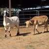 2 X MEATMASTER EWE ELROI BOERDERY (Per animal to take the lot)