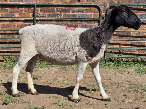 1 X BOSVELDER EWE W. EKSTEEN