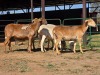5 X MEATMASTER EWE ELROI BOERDERY (Per animal to take the lot)