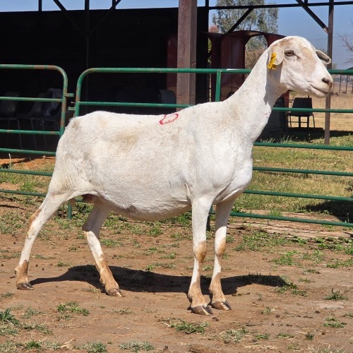 1 X BOSVELDER EWE W. EKSTEEN