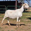 1 X BOSVELDER EWE W. EKSTEEN