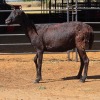 1 X BOSVELDER EWE W. EKSTEEN