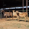 3 X MEATMASTER EWE ELROI BOERDERY (Per animal to take the lot)