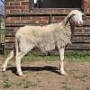 1 X DORPER EWE W. EKSTEEN