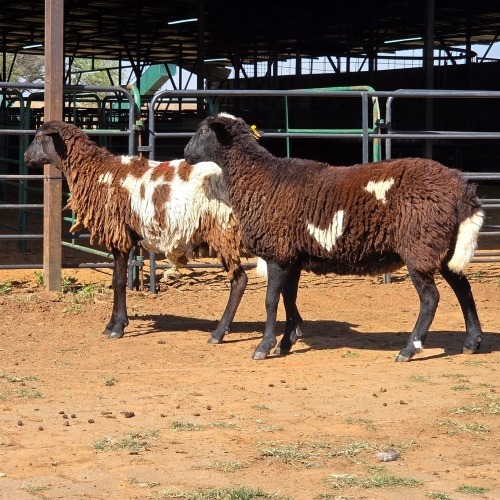 2 X BOSVELDER EWE W. EKSTEEN (Per animal to take the lot)