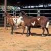 2 X BOSVELDER EWE W. EKSTEEN (Per animal to take the lot)