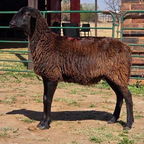 1 X BOSVELDER EWE W. EKSTEEN