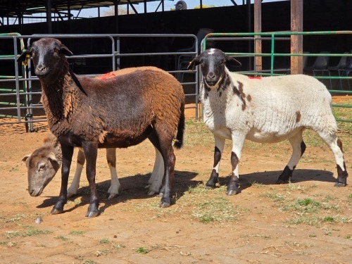 3 X BOSVELDER EWE W. EKSTEEN (Per animal to take the lot)