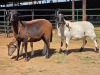 3 X BOSVELDER EWE W. EKSTEEN (Per animal to take the lot)