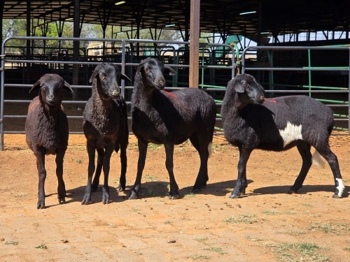 4 X BOSVELDER EWE W. EKSTEEN (Per animal to take the lot)