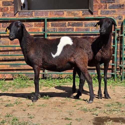 2 X BOSVELDER EWE W. EKSTEEN (Per animal to take the lot)