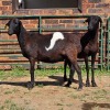 2 X BOSVELDER EWE W. EKSTEEN (Per animal to take the lot)
