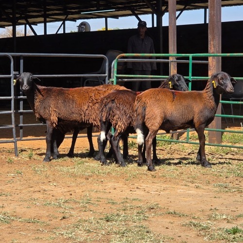 4 X BOSVELDER KAPATER W. EKSTEEN (Per animal to take the lot)