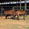 4 X BOSVELDER KAPATER W. EKSTEEN (Per animal to take the lot)