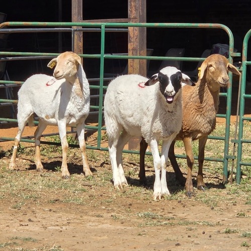 3 X BOSVELDER EWE W. EKSTEEN (Per animal to take the lot)
