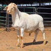 1 X BOSVELDER RAM W. EKSTEEN