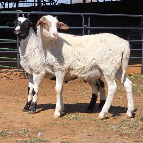 2 X BOSVELDER RAM W. EKSTEEN (Per animal to take the lot)