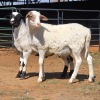 2 X BOSVELDER RAM W. EKSTEEN (Per animal to take the lot)
