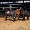 3 X BOSVELDER RAM W. EKSTEEN (Per animal to take the lot)