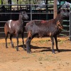 2 X BOSVELDER EWE W. EKSTEEN (Per animal to take the lot)