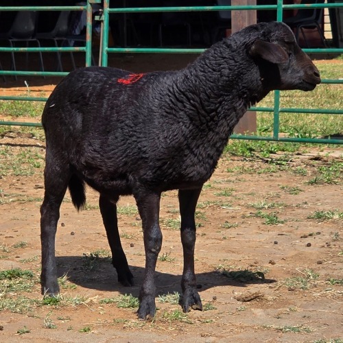 1 X BOSVELDER RAM W. EKSTEEN